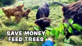 Tree Hay: Money Saving Farm Hack?