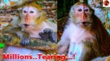 Trillions S.ad! Old Mom Looking forward goodboy, C_rying Sound L_oudly #monkey #animals