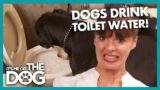 Victoria shocked by Owner Letting his Dogs Drink Out of the Toilet Bowl | It's Me or the Dog