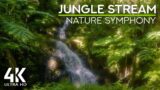 Water Stream in the Jungle – Nature Sounds and Tropical Birds Chirping for Deep Relaxation 4K UHD