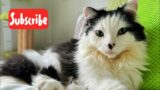 Wednesday Fluff – Live Stream and updates
