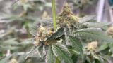 Week 6 Cannabis Grow in LIVING SOIL ! Mars Hydro FC6500 & FC4800EVO