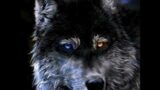 Werewolf advice #podcast #paranormal #spokenword #advice