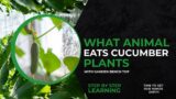 What Animal Eats Cucumber Plants