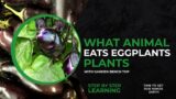 What Animals Eat Eggplant Plants (and How to Stop Them!)