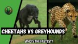 Who's the Fastest? – Speed Showdown: Cheetahs vs. Greyhounds