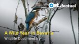 Wild Bavaria – Born from Ice | Full Wildlife Documentary