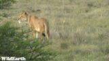 WildEarth – Sunrise Safari –  14 September 2023