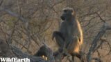 WildEarth – Sunset Safari – 17 September 2023