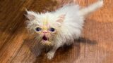 Wisp – The Tiny Kitten's Survival Goes Against All Odds