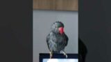#viral #bird #funny #parrot #indianringneck #ari #miculalexandru #troublemaker #pasari