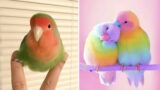 Smart And Funny Parrots Parrot Talking Videos Compilation (2023) – Cute Birds #29