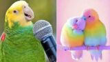 Smart And Funny Parrots Parrot Talking Videos Compilation (2023) – Cute Birds #31