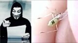 Anonymous Just Released An Update On The Millions Of Mosquitos That Were Released Into The Wild