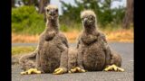 BABY BALD EAGLETS RESCUE