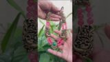 Beautiful Handmade Terracotta Jewellery Set / Jumkey Fashion Jewellery