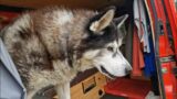 Beautiful Old Husky Gets Taken To One Of His Favourite Places