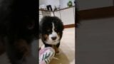 Bernese Mountain Puppy~ Play w. toy or camera? #baby #puppy #love #troublemaker #cute #chill #vibes
