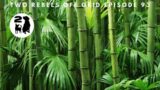 Can You Grow Bamboo In The Desert?