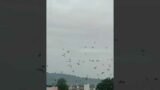 #Crow #fleet #attack #weather