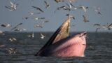 Dead Bryde’s whale towed ashore in Cha am district for examination
