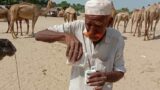 Desert Kings: Stories of Camels and Sands || Legends of the Oasis: Camels in Myth and Reality"