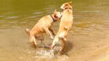 Dingo meets Dingo | Male and Female Dingos Meet for First Time