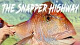 Do Snapper Prefer Deep or Shallow water?   A Western Port Snapper Special.