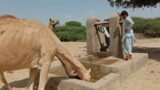 Elegant Oasis: Discover the Allure of Camel Beauty"Graceful Giants: Embrace the Majesty of Camels"