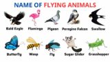 English Vocabulary | Flying Animals Names | Animal Names | Animal Names In English | Learn English