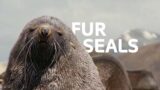 Finding The Near-Extinct Fur Seals Of Macquarie Island | Nature Documentary