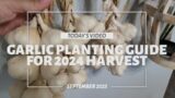 Garlic Planting Guide for the 2024 Harvest! + Planting other fall/winter crops. Zone 6b