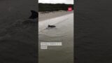 Guy Rescues Baby Dolphin
