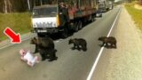 He Threw His Son In The Road But What The Bear Did Was Amazing…