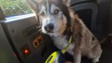 Husky Gets Picked Up In A Black Cab!