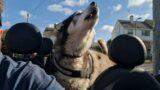 Husky Knows Exactly Where We're Going And Loves It!