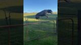 Kangaroo-inspired leap: Bull Arab and Catahoula mix masters the fence jump