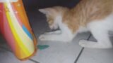 Little ginger cat playing with broken pieces of plastic chair
