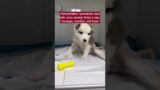 Little puppy has life began with pain and he will never walk again