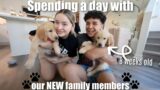 Living with 2 PUPPIES for 24 hours | Parenting 101
