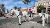 Lt. Rowdy visiting Downtown Ventura on Main Street 2 of 5 100823