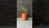 New! Tekko #foryou #plantparent #plants #terracotta #pot #pottum_ #handmade #gardening