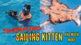 Ocean swim for sailing kitten at mysterious tropical Island