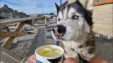Old Husky Gets Taken For A Special Treat And Loves It