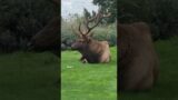 Only elk on Whidbey Island in his yearly grumpy mood