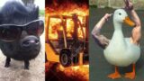 Pigs, Ducks & Forklifts [WayneradioTV fan edit]