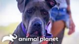 Pit Bull's Unexpected Halloween Encounter Will Melt Your Heart | Pit Bulls and Parolees