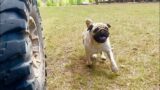 Pug Living with BIG Pack of BIG DOGS | Farm Pug | Dingo Training | Enormous Dog Pool
