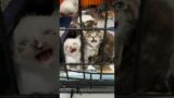 Rescue Alert: when a kitten has kittens (The Dinks) | fortheloveofkittenrescue