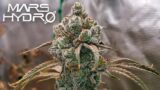 Seed To Harvest – 8 Plants In A 4×4 Tent | Mars Hydro Smart FC-E6500